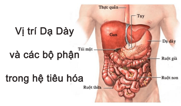 Rối loạn thần kinh dạ dày