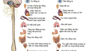 Rối Loạn Thần Kinh Giao Cảm