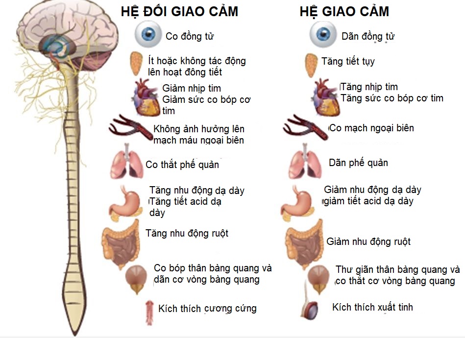 Rối Loạn Thần Kinh Giao Cảm